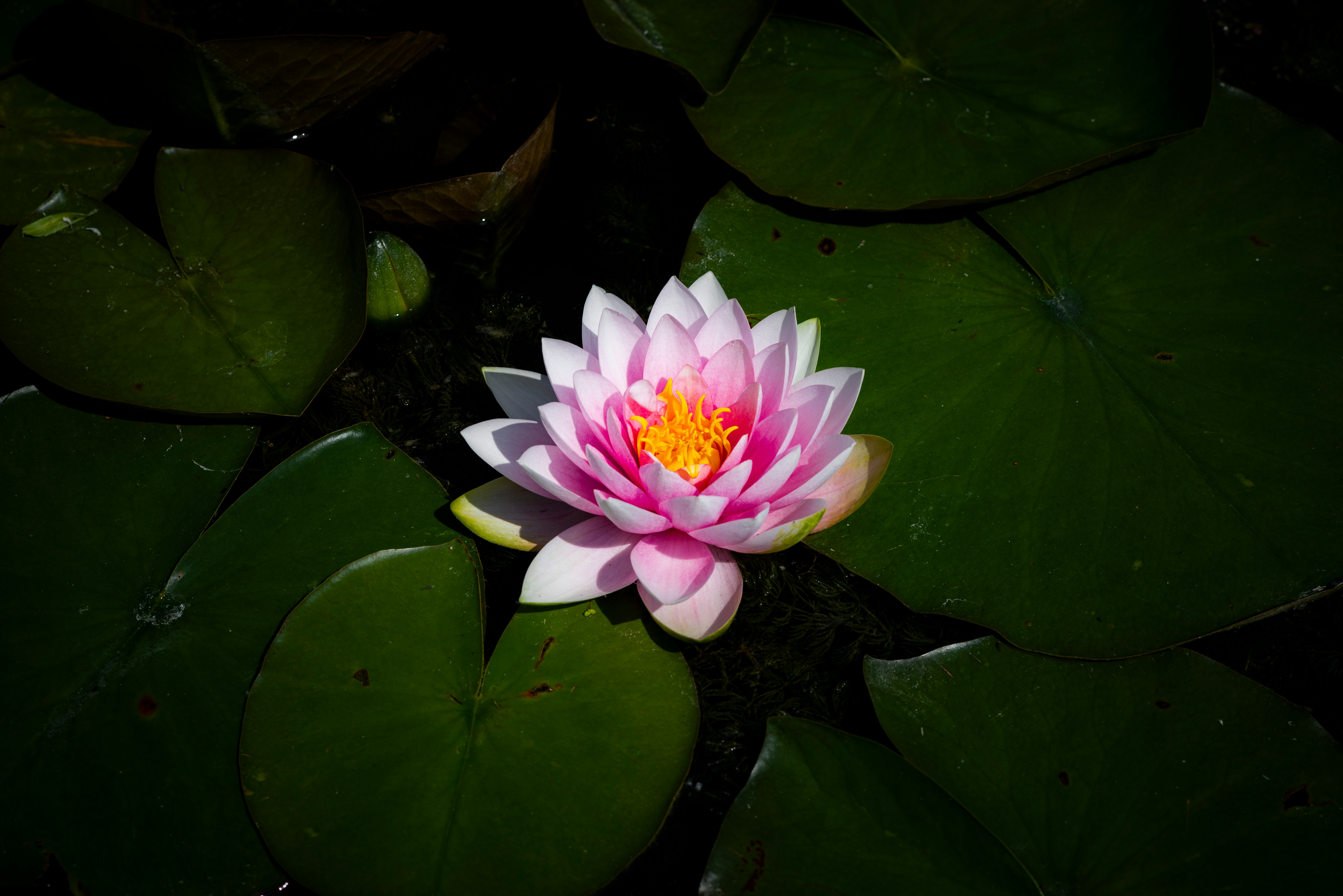 pink lotus flower on water